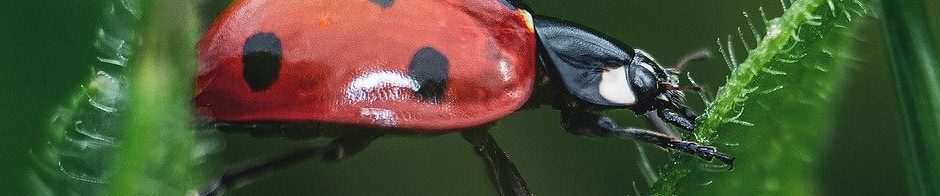 ladybug-7284337_1920